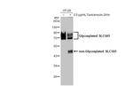 ASCT2 Antibody in Western Blot (WB)