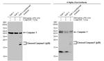 Caspase 1 Antibody in Western Blot (WB)