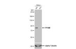 PFKM Antibody in Western Blot (WB)