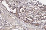 TFAM Antibody in Immunohistochemistry (Paraffin) (IHC (P))