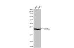 TFAM Antibody in Western Blot (WB)