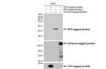 RFP Antibody in Western Blot (WB)