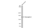 Desmoglein 2 Antibody in Western Blot (WB)