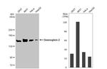 Desmoglein 2 Antibody in Western Blot (WB)