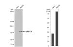 LRP130 Antibody in Western Blot (WB)