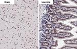 KDM6A Antibody in Immunohistochemistry (Paraffin) (IHC (P))