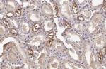 Plasminogen Antibody in Immunohistochemistry (Paraffin) (IHC (P))