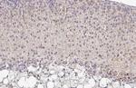 OAT Antibody in Immunohistochemistry (Paraffin) (IHC (P))