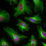 beta Tubulin Antibody in Immunocytochemistry (ICC/IF)