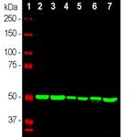 beta Tubulin Antibody in Western Blot (WB)