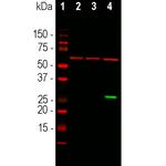 GFP Antibody in Western Blot (WB)