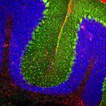 GFAP Antibody in Immunohistochemistry (PFA fixed) (IHC (PFA))