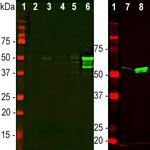 GFAP Antibody in Western Blot (WB)