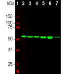 Vimentin Antibody in Western Blot (WB)