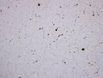 alpha Synuclein Antibody in Immunohistochemistry (PFA fixed) (IHC (PFA))