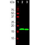 alpha Synuclein Antibody in Western Blot (WB)