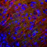 Ankyrin G Antibody in Immunohistochemistry (PFA fixed) (IHC (PFA))