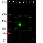 Ankyrin G Antibody in Western Blot (WB)