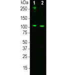 Complement C3a Antibody in Western Blot (WB)