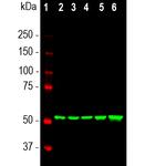 Vimentin Antibody in Western Blot (WB)