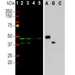 Aurora A/B Antibody in Western Blot (WB)