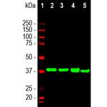 Aldolase C Antibody in Western Blot (WB)