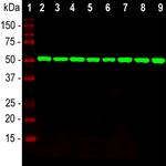 beta Tubulin Antibody in Western Blot (WB)