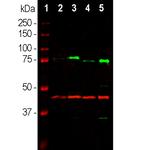 MECP2 Antibody in Western Blot (WB)