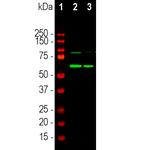 Tyrosine Hydroxylase Antibody in Western Blot (WB)