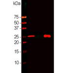 Calbindin D28K Antibody in Western Blot (WB)