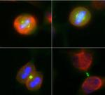 Aurora A/B Antibody in Immunocytochemistry (ICC/IF)