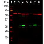 Galectin 3 Antibody in Western Blot (WB)