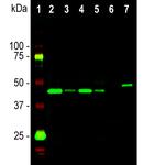 GAP43 Antibody in Western Blot (WB)