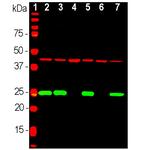 Actin Antibody in Western Blot (WB)