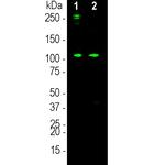 Complement C3a Antibody in Western Blot (WB)