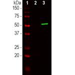 Cas9 Antibody in Western Blot (WB)