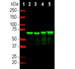 NEFL Antibody in Western Blot (WB)