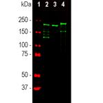 NF-H Antibody in Western Blot (WB)