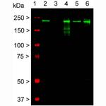 NF-H Antibody in Western Blot (WB)