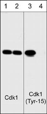 Phospho-CDK1 (Tyr15) Antibody in Western Blot (WB)