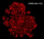 Phospho-CREB (Ser133) Antibody in Immunocytochemistry (ICC/IF)