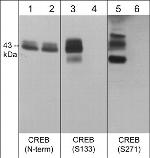 Phospho-CREB (Ser133) Antibody in Western Blot (WB)