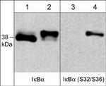 Phospho-IkB alpha (Ser32, Ser36) Antibody in Western Blot (WB)