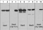 Phospho-STAT1 (Tyr701) Antibody in Western Blot (WB)