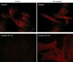 Phospho-Caveolin 1 (Tyr14) Antibody in Immunocytochemistry (ICC/IF)