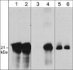 Phospho-Caveolin 1 (Tyr14) Antibody in Western Blot (WB)