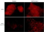 Phospho-EGFR (Tyr1101) Antibody in Immunocytochemistry (ICC/IF)