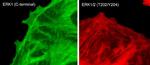 Phospho-ERK1 (Thr202, Tyr204) Antibody in Immunocytochemistry (ICC/IF)