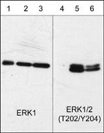 Phospho-ERK1 (Thr202, Tyr204) Antibody in Western Blot (WB)