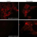 Phospho-p38 MAPK (Thr180, Tyr182) Antibody in Immunocytochemistry (ICC/IF)